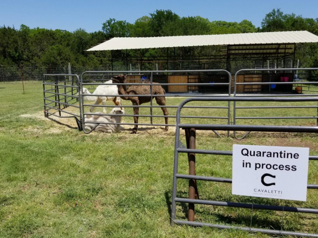 Cattle Quarantine