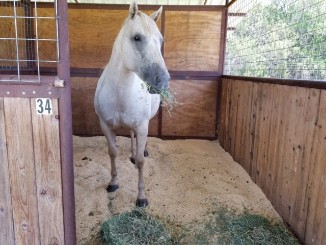 Horse Quarantine