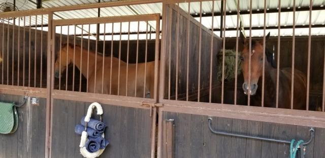 Horse Quarantine